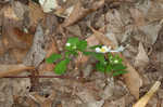 Eastern false rue anemone